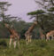 Tripo Image